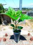 Plantas de malaguetas Carolina reaper e ghost pepper