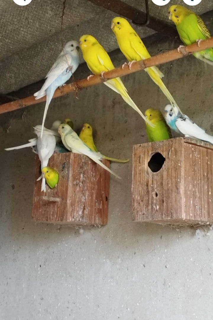 Periquitos australianos
