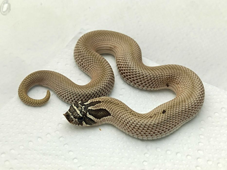 Heterodon zachodni Superconda Arctic het Albino / Samica