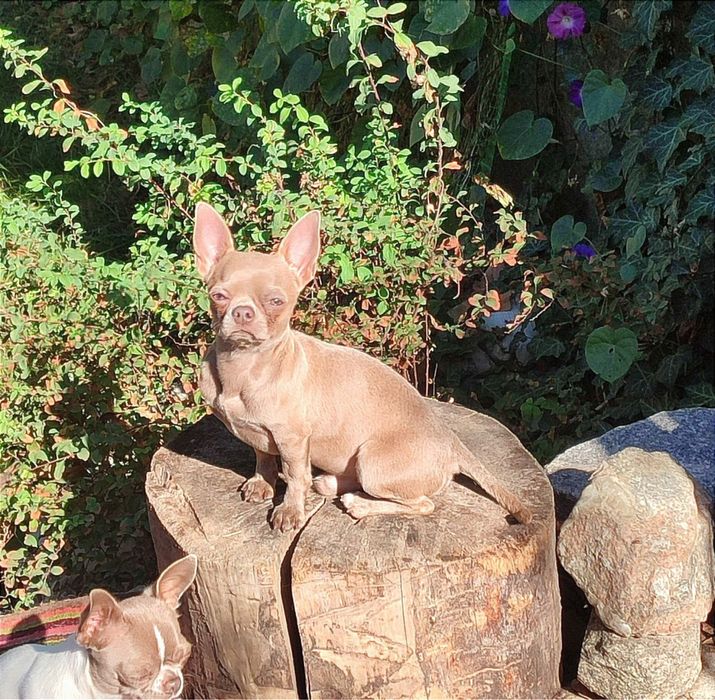 В'язка. Ліловий красень чихуахуа.