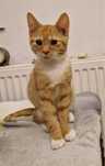 Do adopcji 3,5 miesieczne kocieta