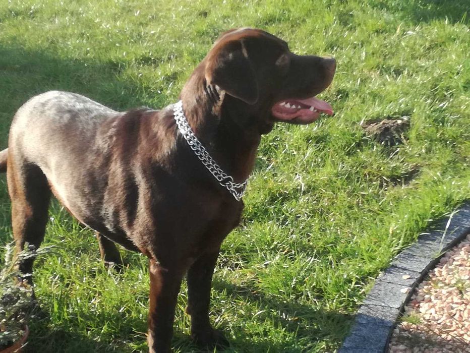 Labrador dorosły piesek