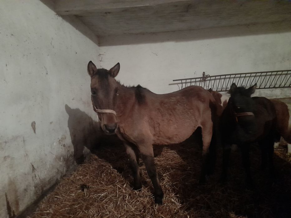 Kucyk , klacz huculska