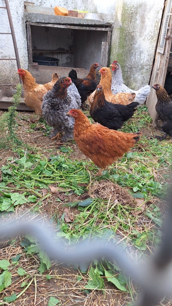 Ovos de Galinha Caseiros