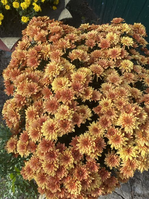 Хризантема мультифлора