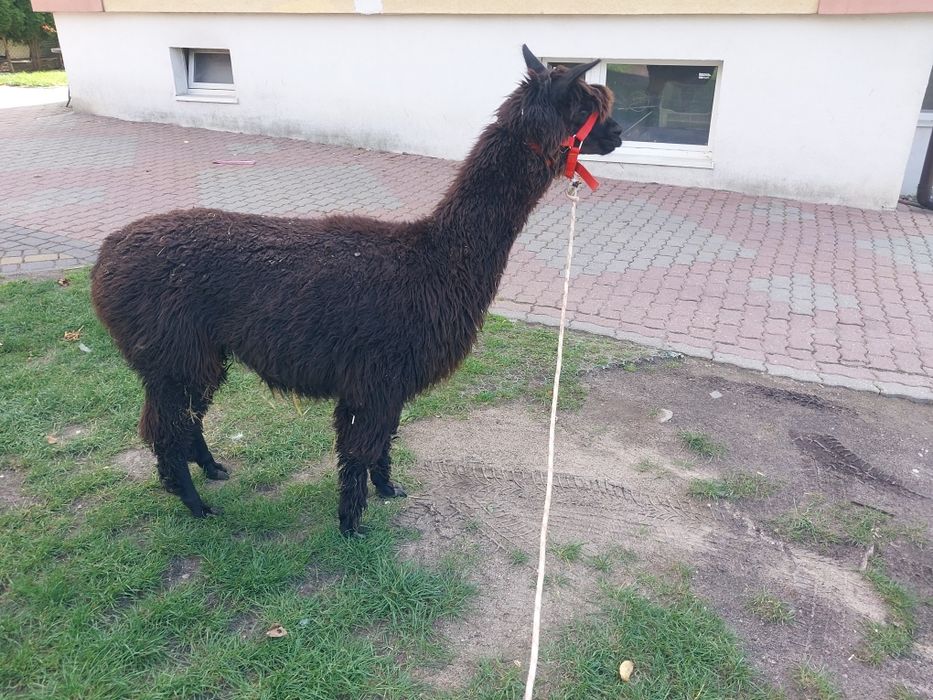 Alpaka chodząca na spacery