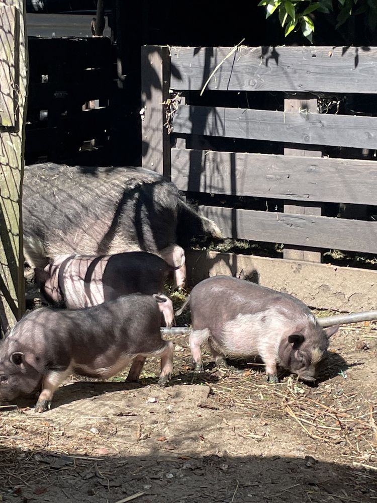 Mini pig super lindos
