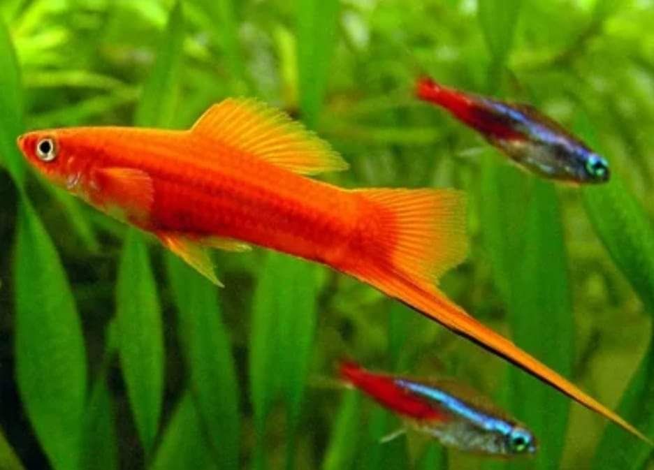 Акваріумні рибки і рослини