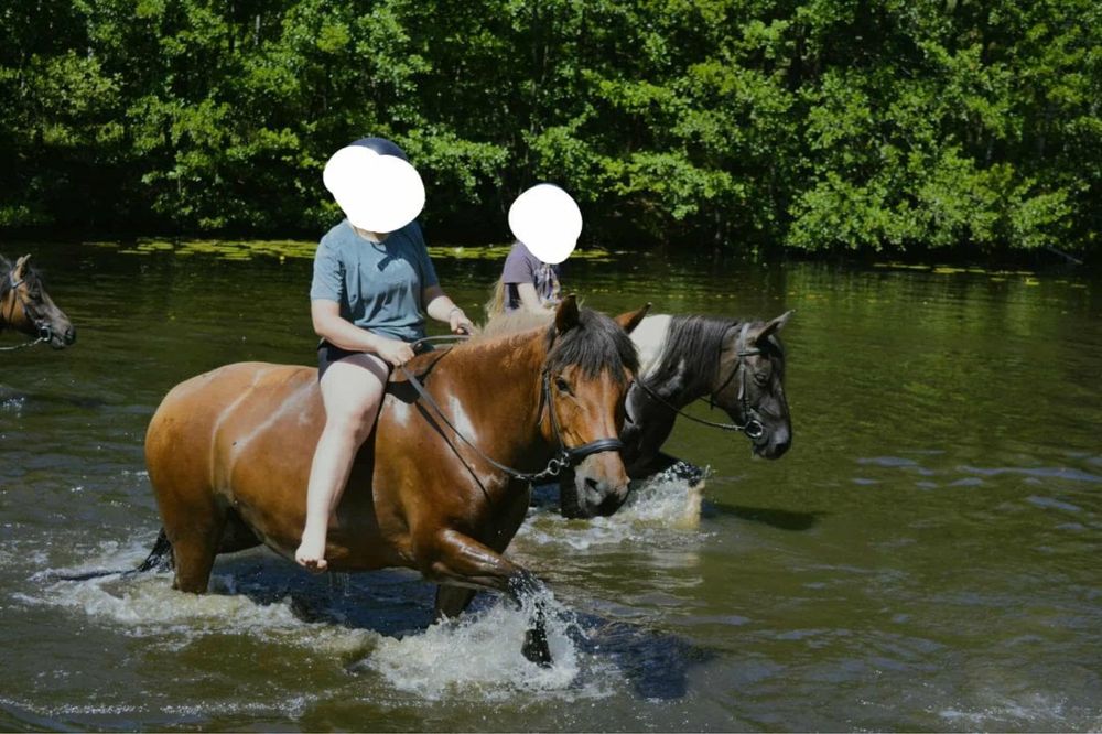 Sprzedam klacz huculską