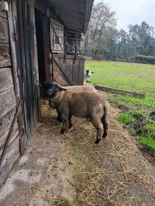 Borrego com 9 meses
