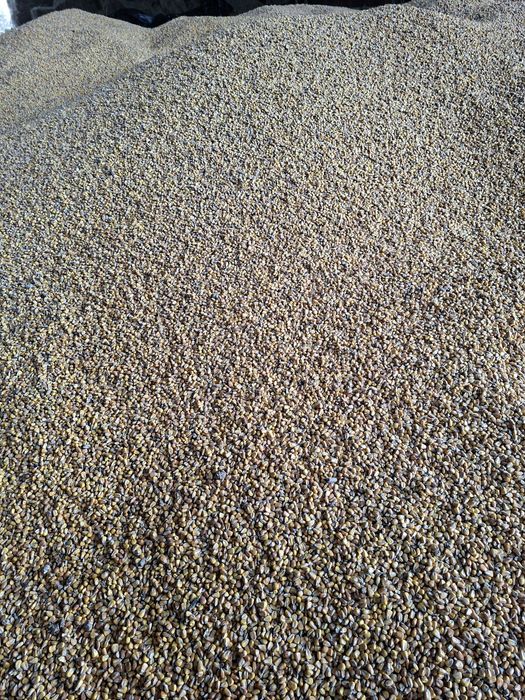 Продам кукурузу цьогорічну висушену, та суху цьогорічну озиму пшеницю.