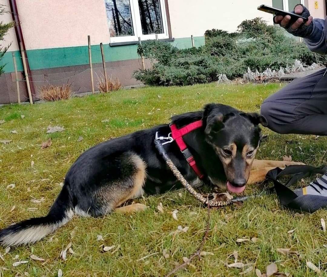 Kelmes-Czy ma szansę na dom.? Może czeka właśnie na ciebie?