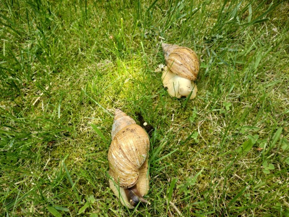 Dwa ślimaki afrykańskie + box