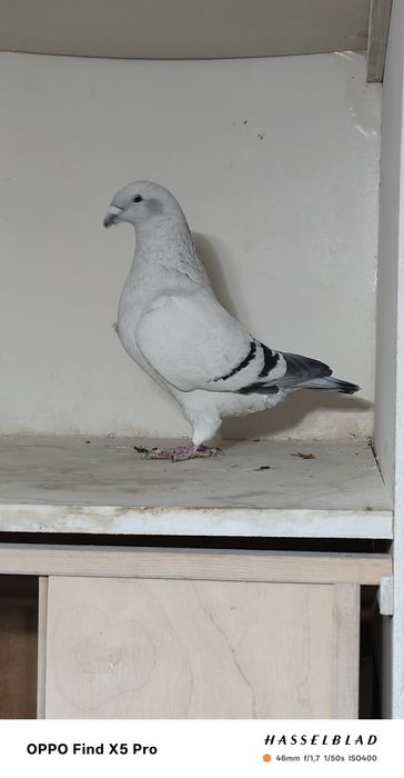 Gołębie pocztowe standardy