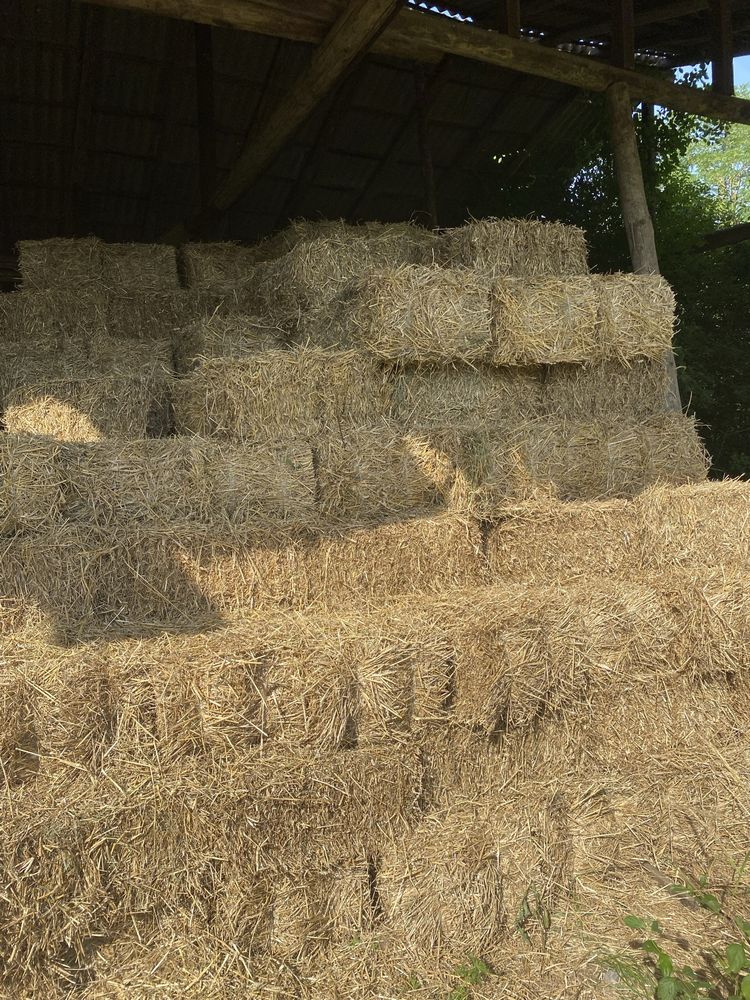 Продам солому пшеничну у тюках