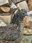 Ayam cemani parka