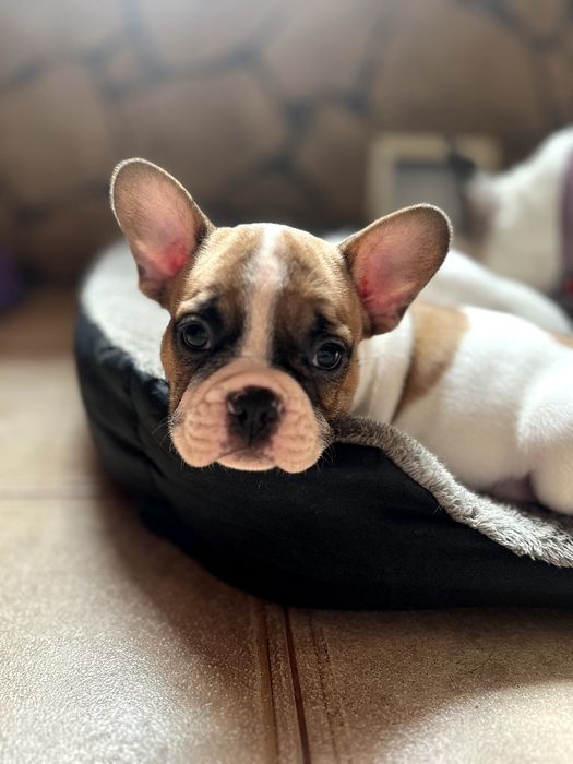 Щенки французского бульдога