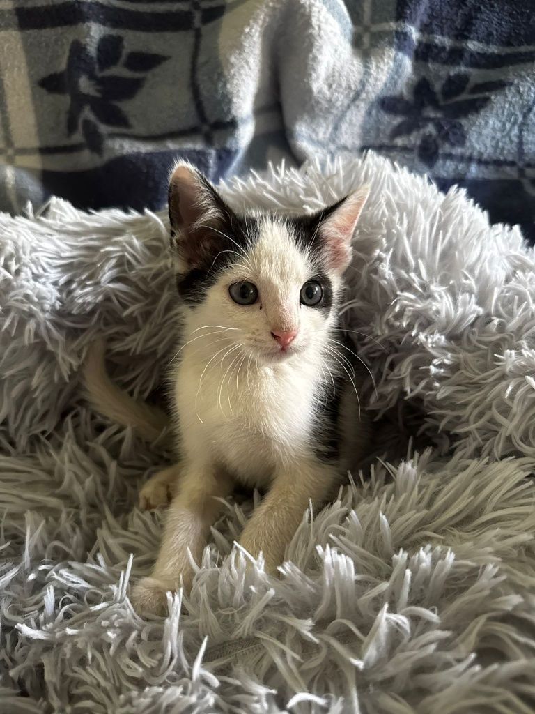 Malutkie kotki do adopcji