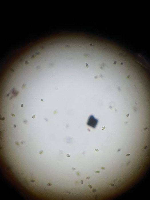 Тетраселмис микроводросль.