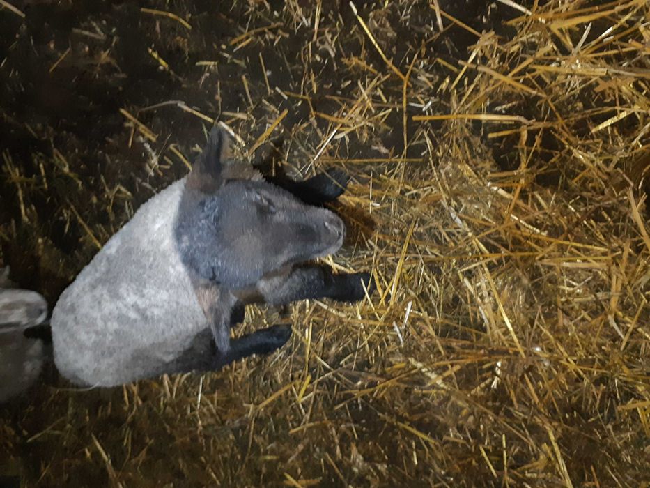 суффольк вівці ягнята овци баранина