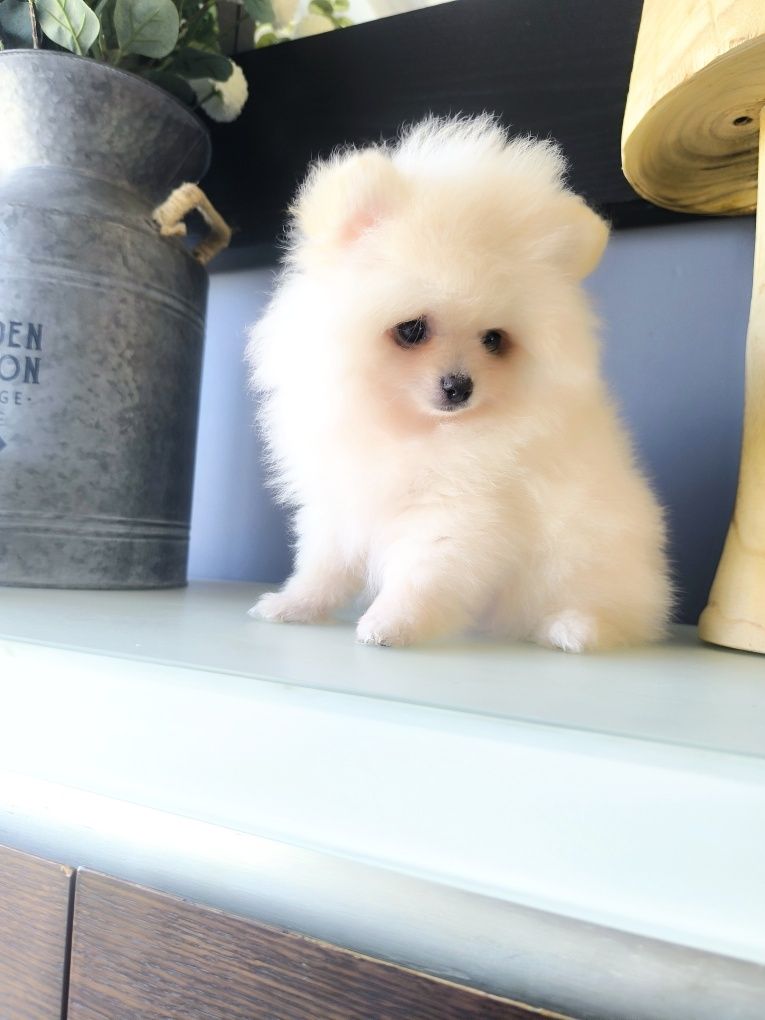 Spitz Anão .Lulu da Pomerânia . Mini. Pronto para entrega