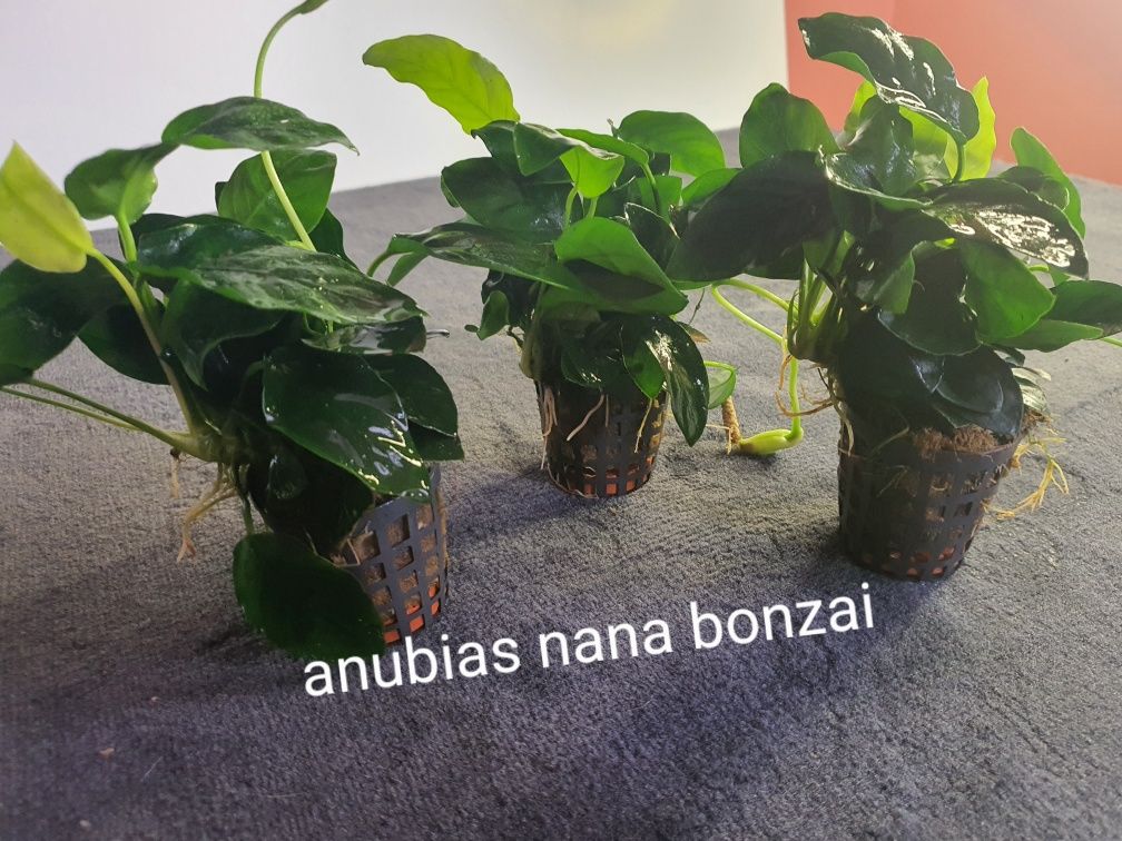 Anubias barterii