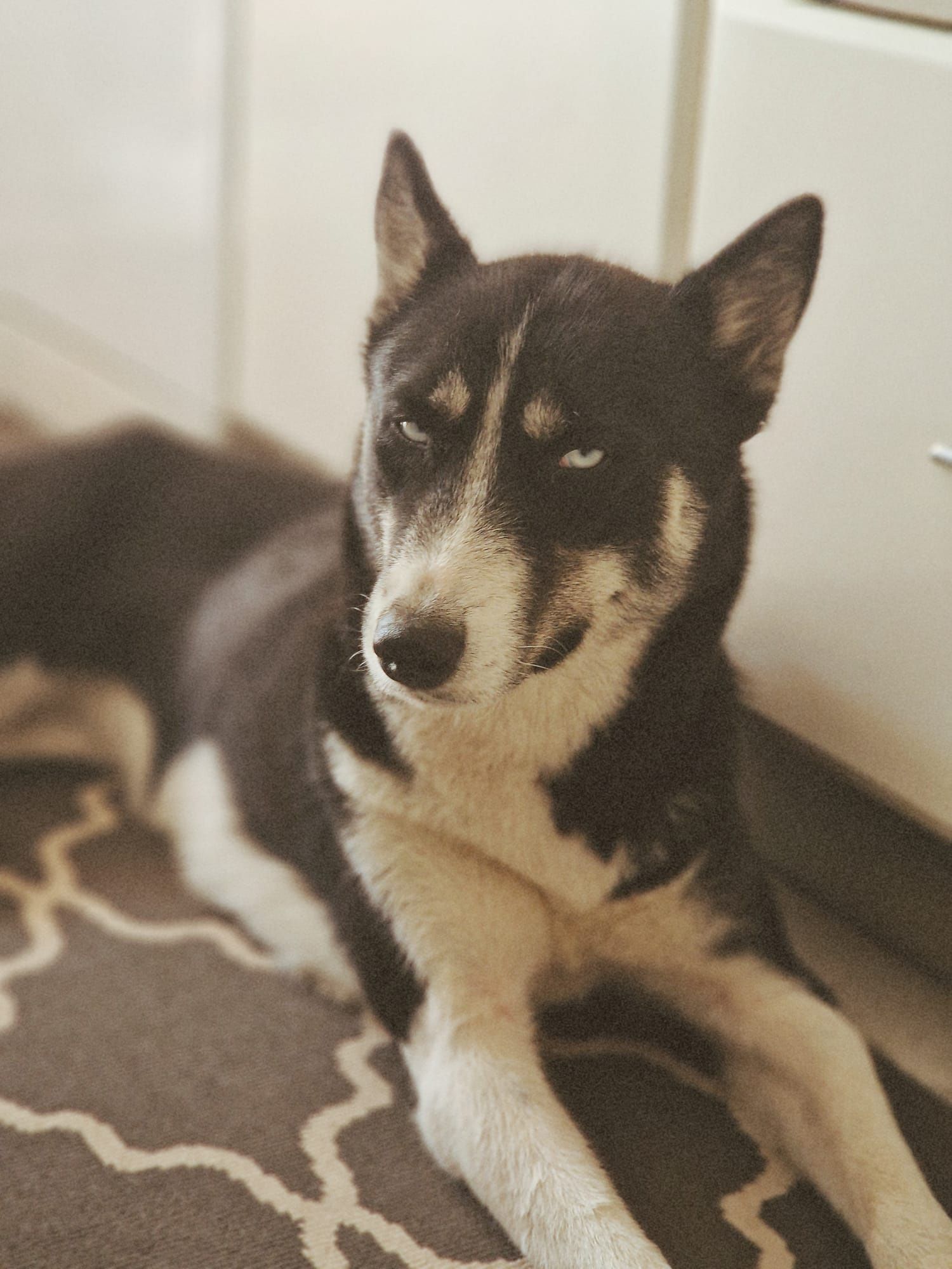 Husky do Alasca - adoção