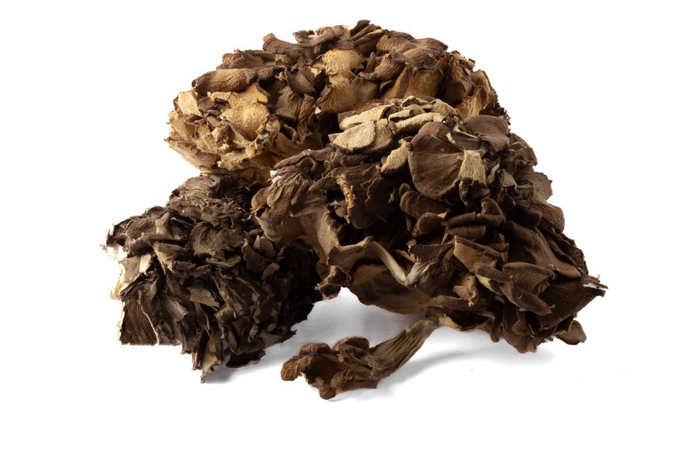 Żagwica Listkowata (maitake) Suszona - 100g