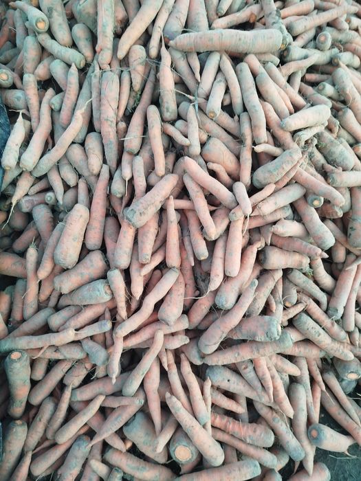 Продам    моркву