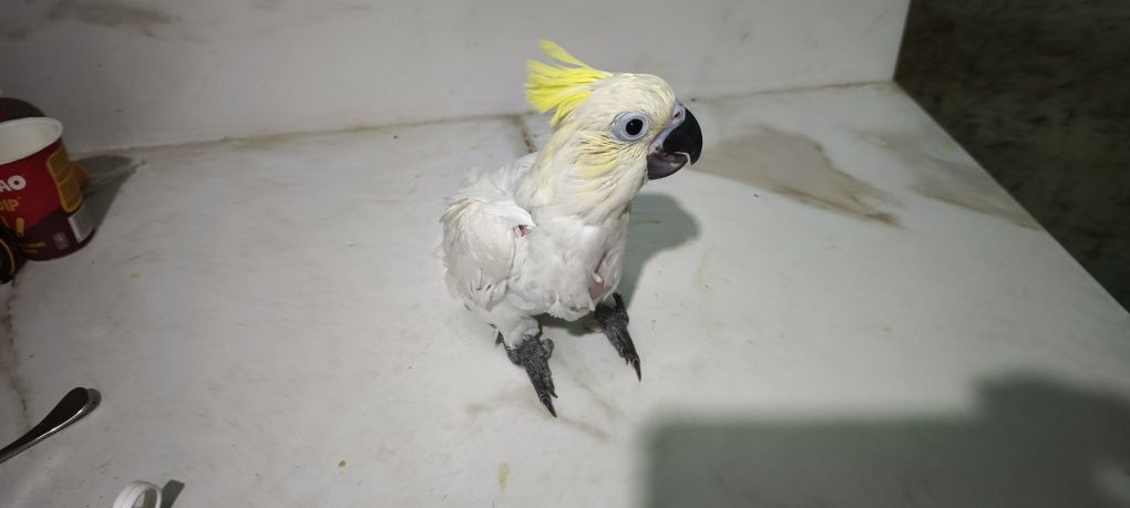 Cacatua sulphúrea para acabar de criar a mão