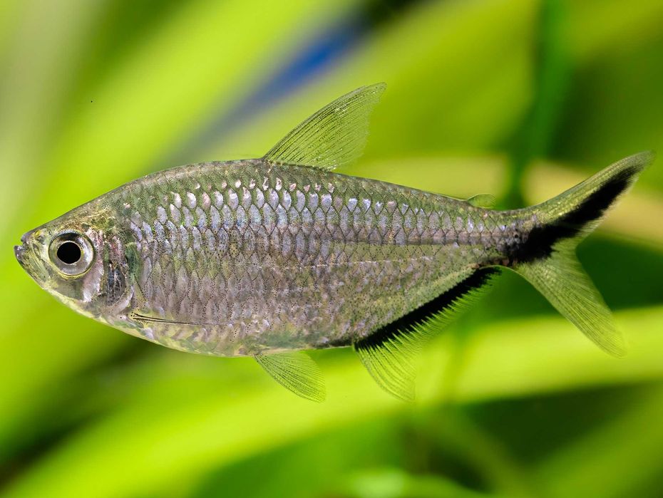 Tetra Costae - Moenkhausia costae