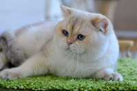 Британский кот производитель голден поинт