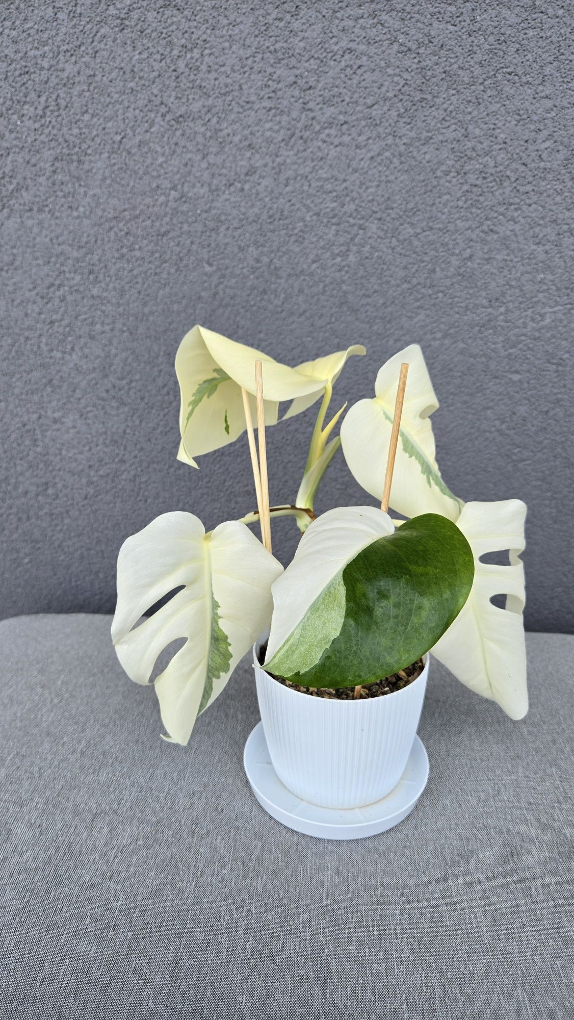 Monstera Variegata White Ghost Lava