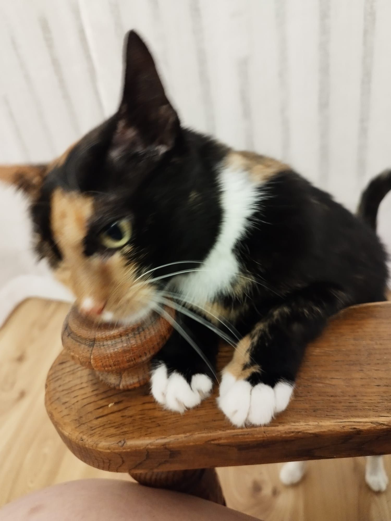 Kotka 5 letnia, Tina, Trikolorka do adopcji