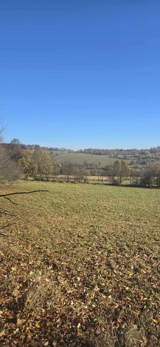 PIĘKNIE położone działki Sokolica-Krajanów z warunkami zabudowy