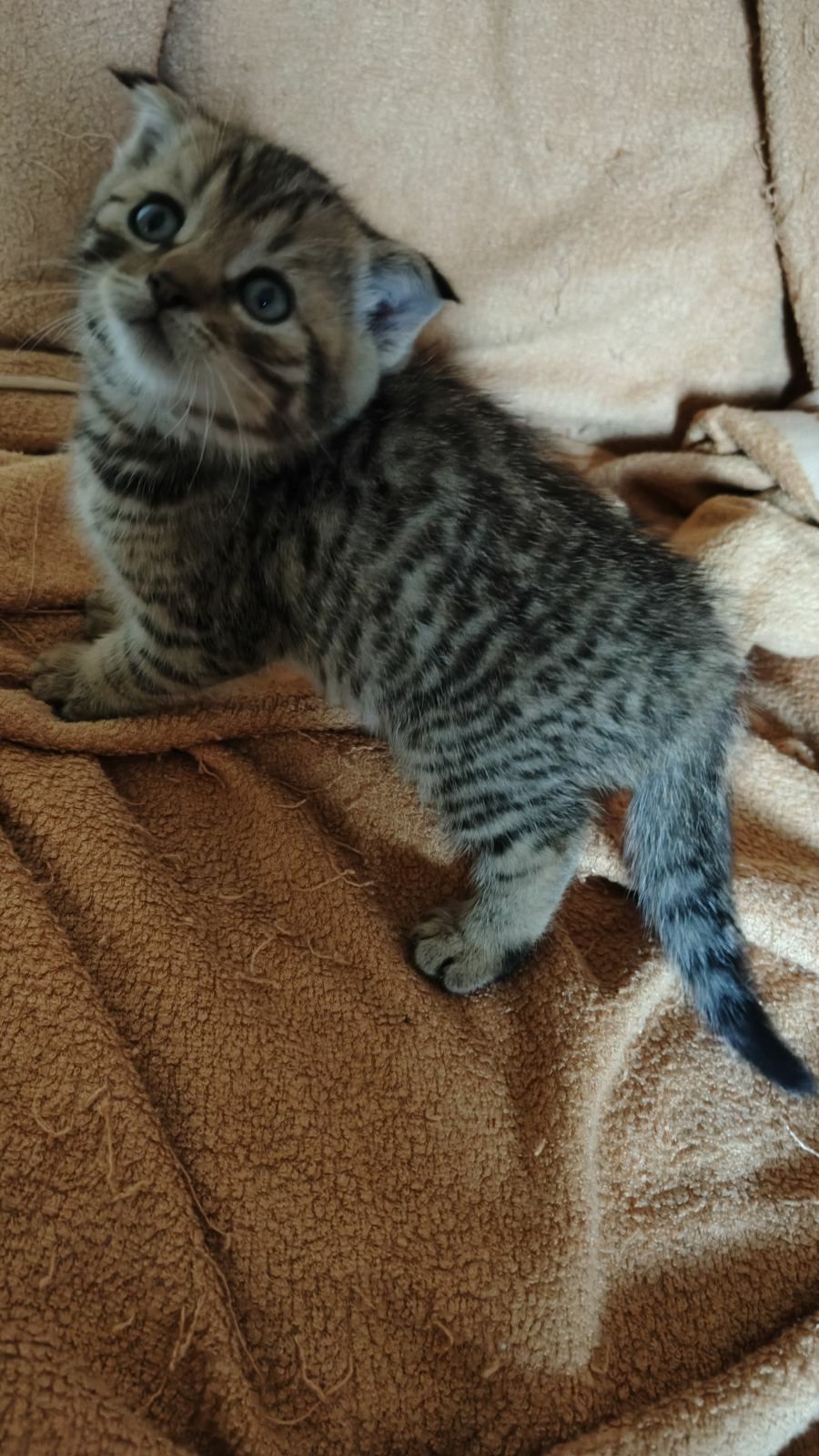 Шотландське висловухе кошеня