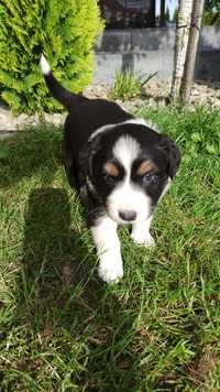 Border Collie suczka tricolor rezerwacja