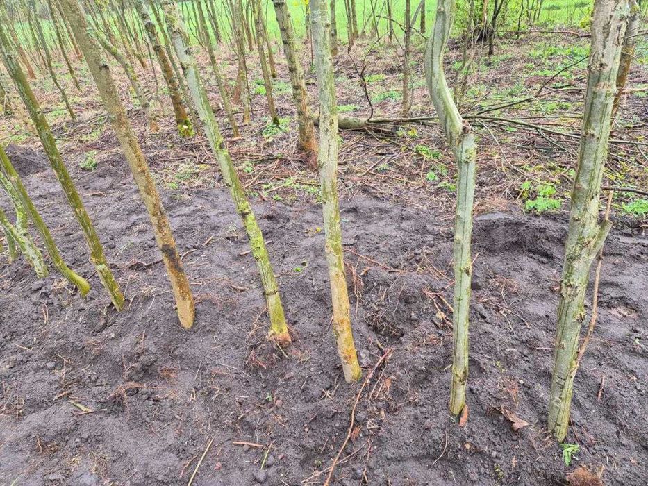 Jesion wyniosły O. 16-30 cm duże drzewa