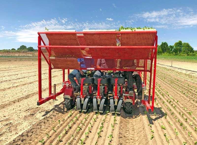 Саджалка ОВОЧЕВА Checchi & Magli перцю, капусти, баклажанів, помідорів