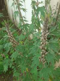 Пустирник - многолетнее лекарственное растение