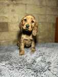 Cocker spaniel angielski sunia z rodowodem