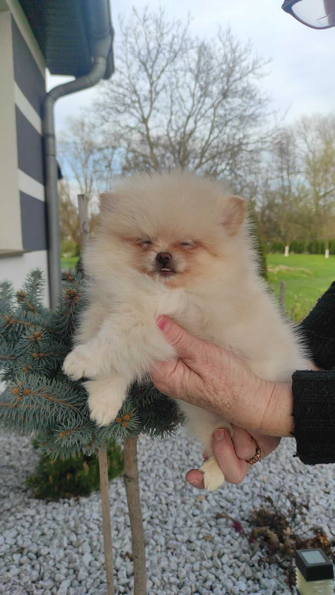 Szpic miniaturowy pomeranian boo piękna maleńka dziewczynka