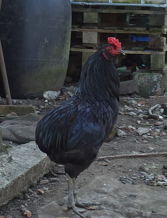 Koguty kogut młode australorp leghorn minorka miks kura