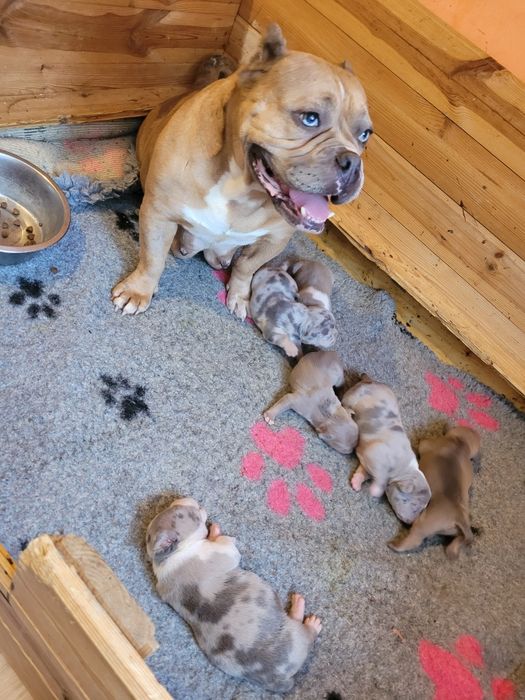 American bully suczka blu merle pocket