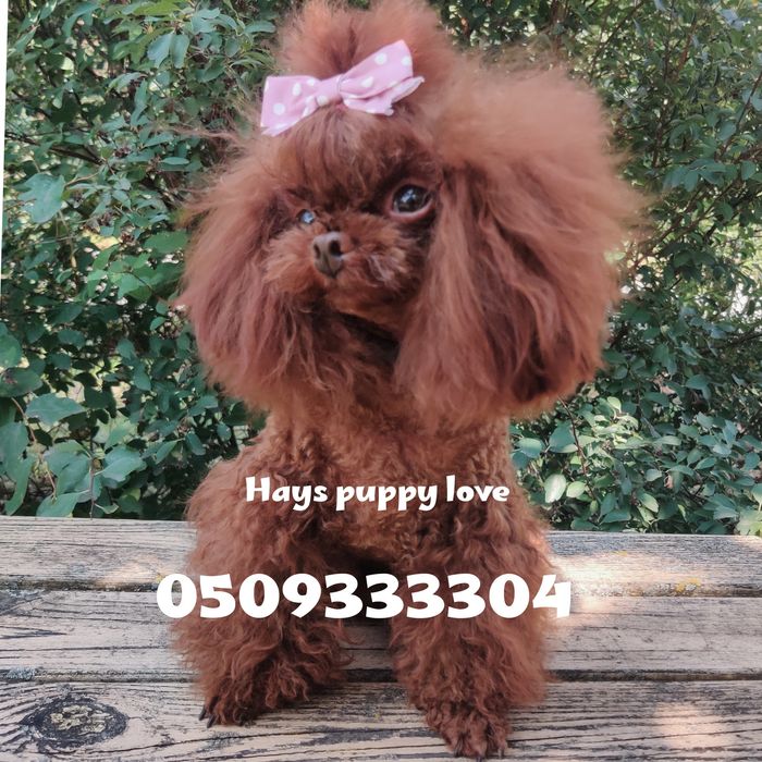 ‼️ТИКАП ‼️ импорт Китай ‼️