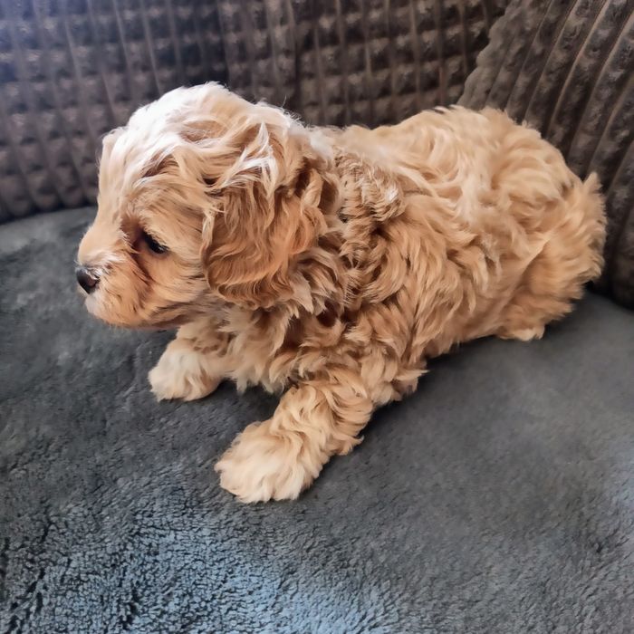Maltipoo F1-chłopczyk