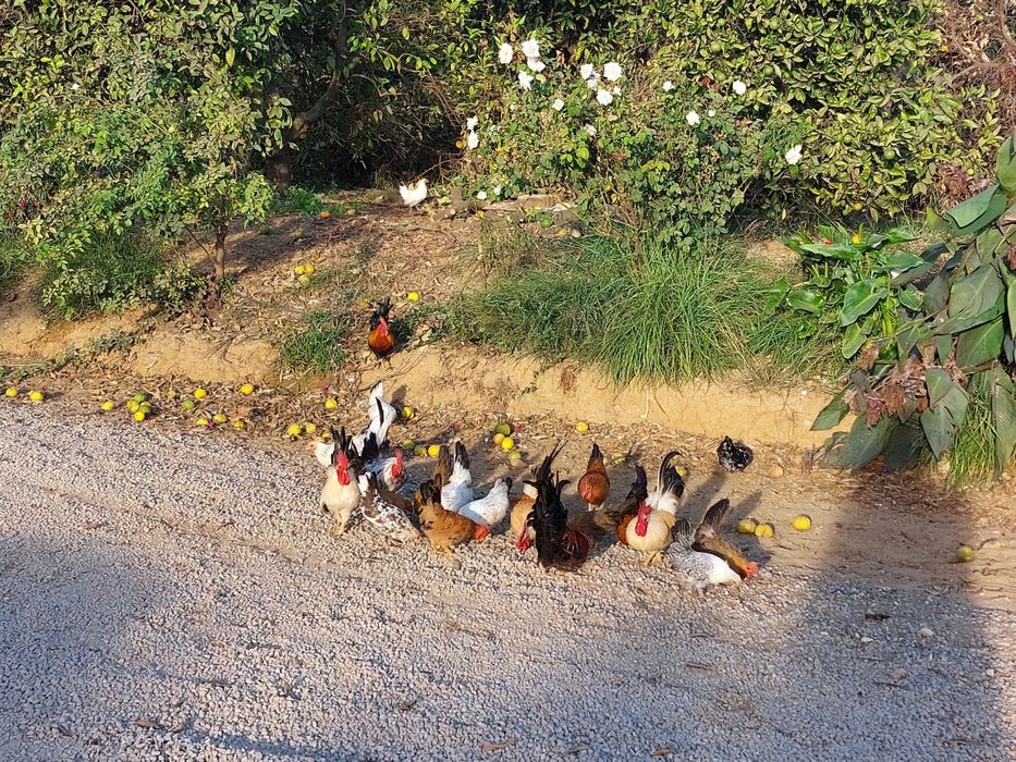 VENDEM-SE GALINHAS ornamentais,várias raças e idades