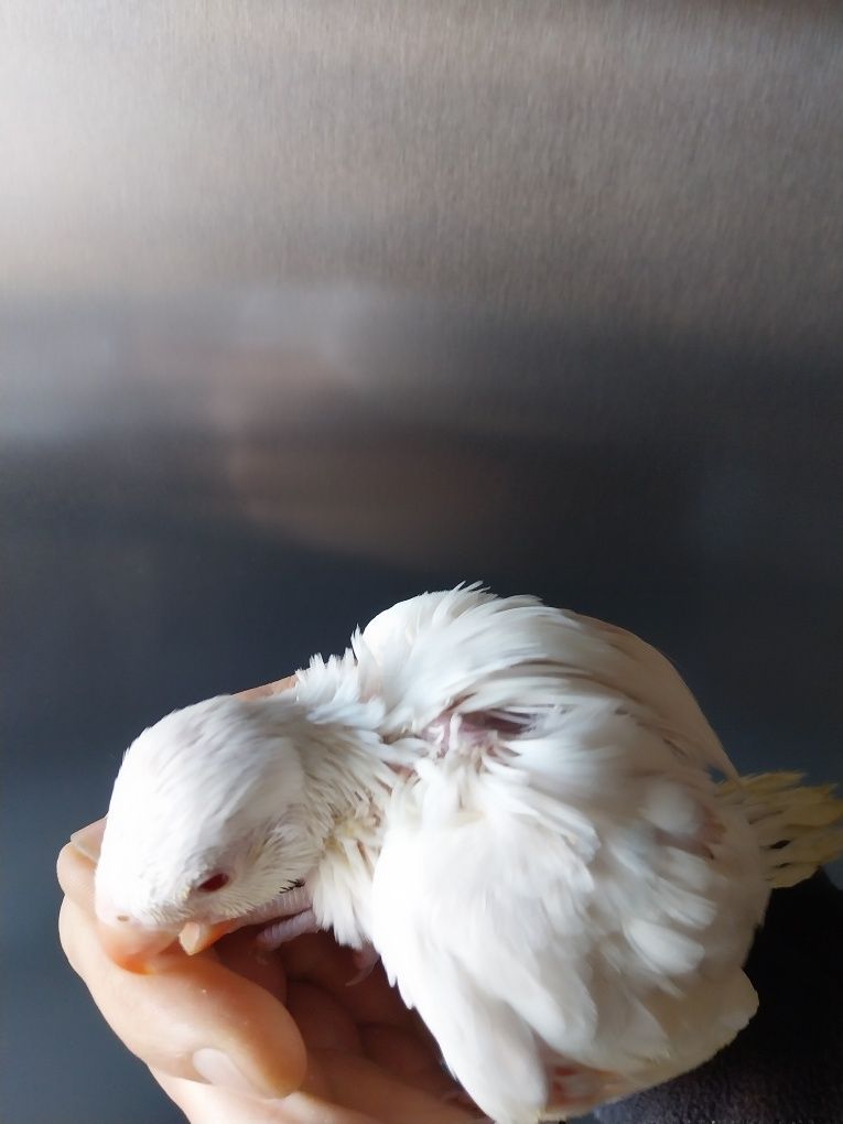 Ring neck branca para alimentar a mão