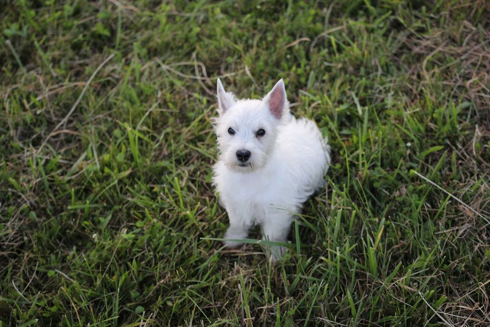 Piesek West Highland White Terrier ZKWP FCI