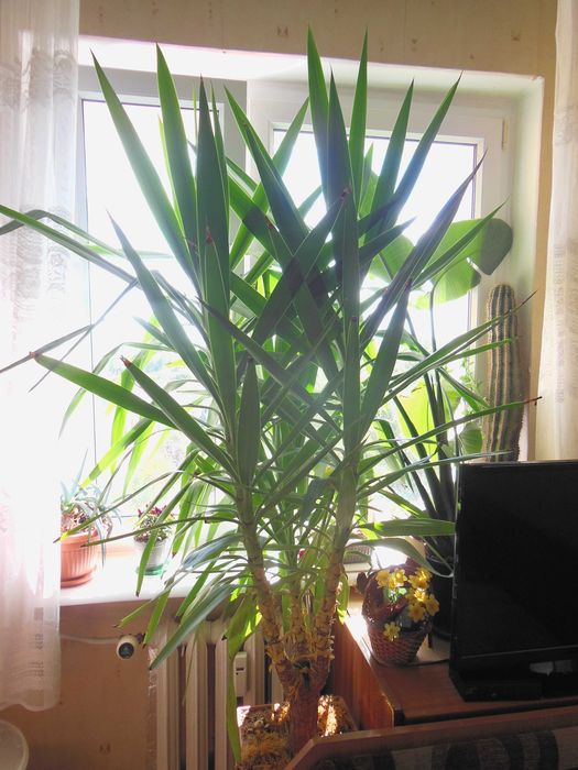 Juka (Yuka) domowa 160/130/20 cm.